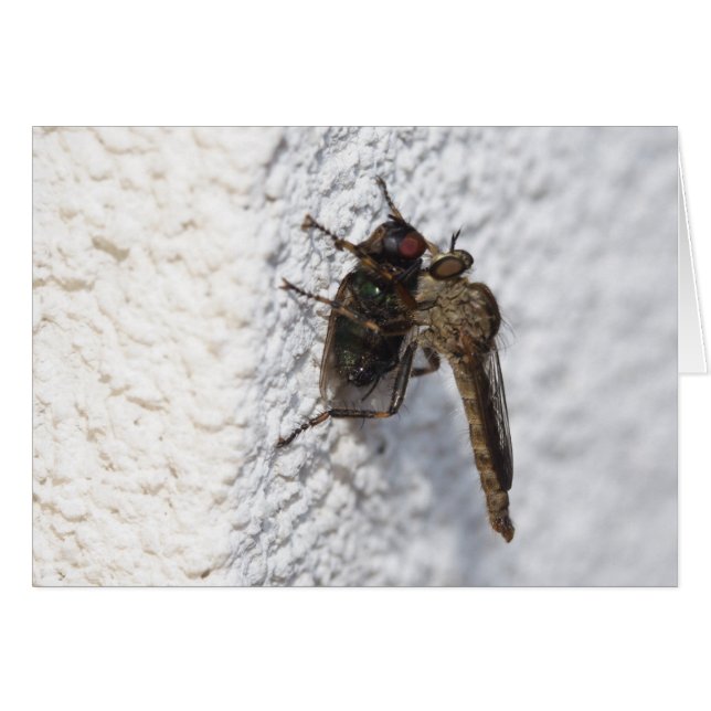 Tolmerus atricapillus hälsningskort (Framsidan Horizontal)
