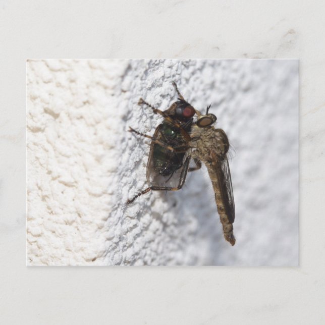 Tolmerus atricapillus vykort (Framsida)
