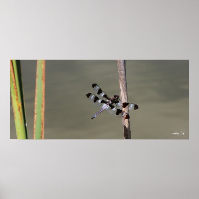 Tolv fläckade skimmer 1 poster (Framsidan)