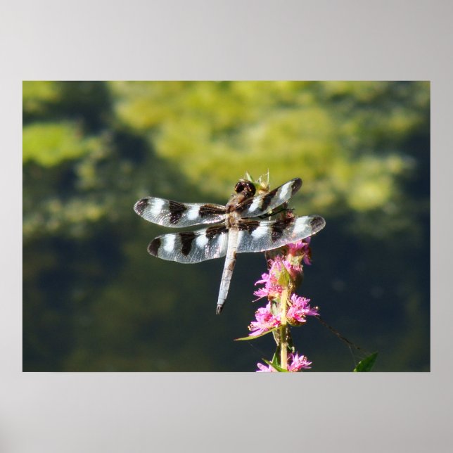 Tolv fläckade Skimmer Dragonfly Poster (Framsidan)