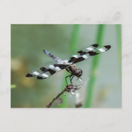 Tolv punkterade Skimmer Dragonfly-vykort Vykort