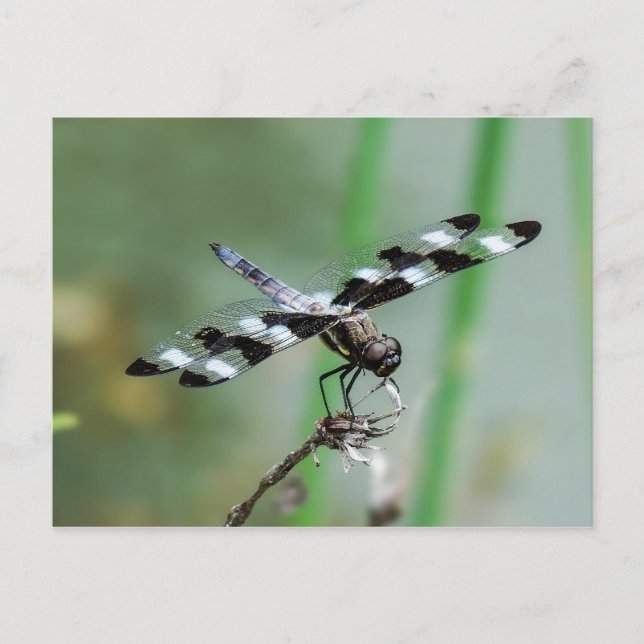 Tolv punkterade Skimmer Dragonfly-vykort Vykort (Framsida)