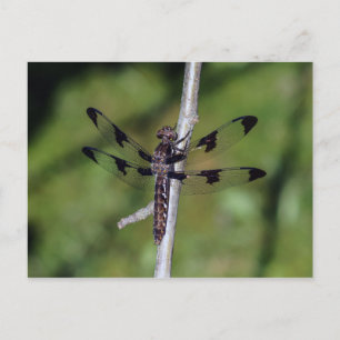 Tolv punkterade Skimmer Dragonfly-vykort Vykort