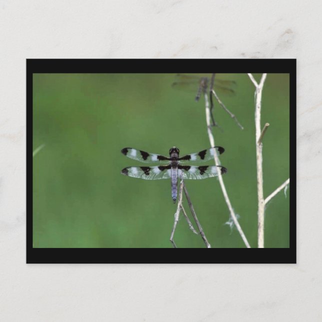 Tolvpunktsskimmer Vykort (Framsida)