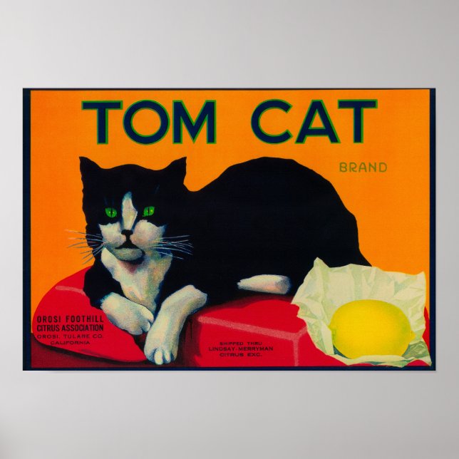 Tom Cat Lemon LabelOrosi, CA Poster (Framsidan)
