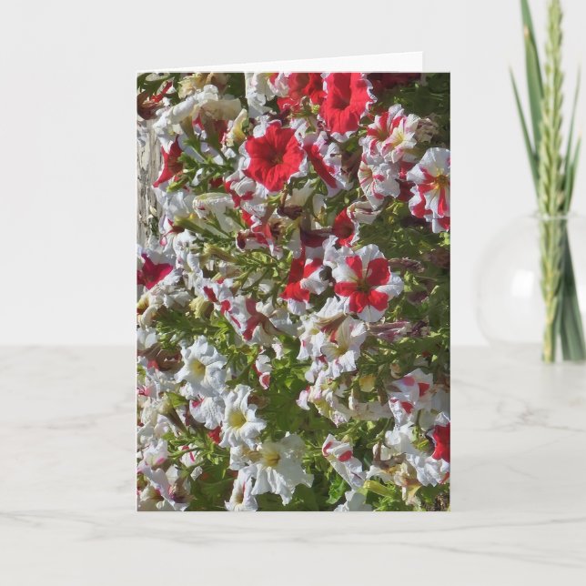 Tom gratulationskort med röda och vita blommor kort (Framsida)