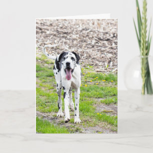 Tom hälsningskort Great dane Kort