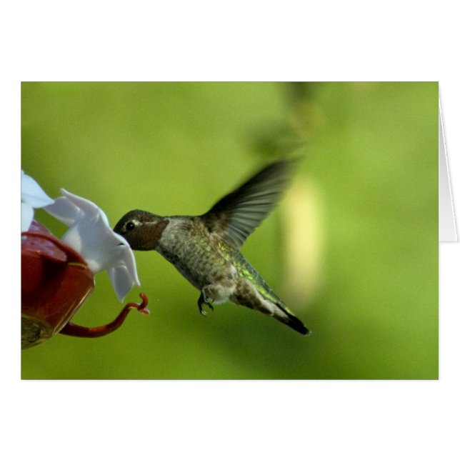 Tom Hummingbird Hälsningskort (Framsidan Horizontal)