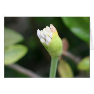 Tom insida för blommaknopp OBS kort