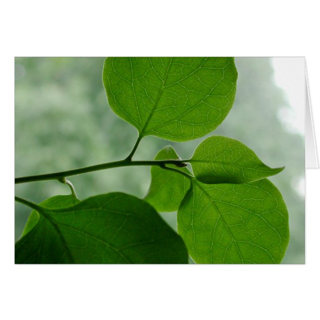 Tom insida för grön Zen Hälsningskort (Framsidan Horizontal)