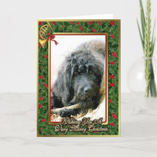 Tom julkort för Labradoodle hund Helgkort