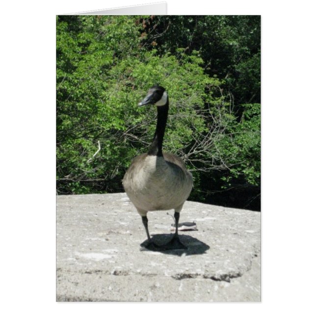 Tom_Kanada Goose OBS Kort (Framsidan)