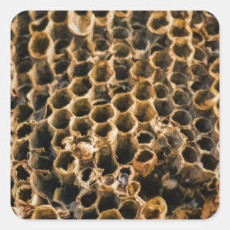 Tom kapest fyrkantigt klistermärke