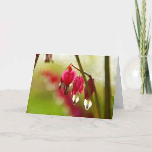 Tom kort med foto av Bleeding Hearts (Framsida)
