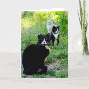 Tom Kort - "Trio" Kattfoto, Förvildade Katter