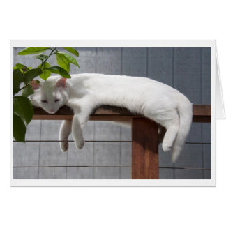 Tom kortserie för komisk kattunge hälsningskort