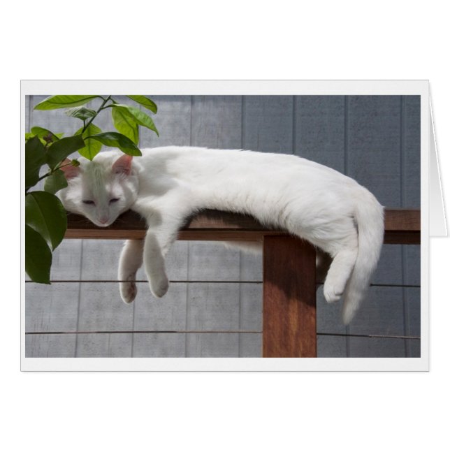 Tom kortserie för komisk kattunge hälsningskort (Framsidan Horizontal)