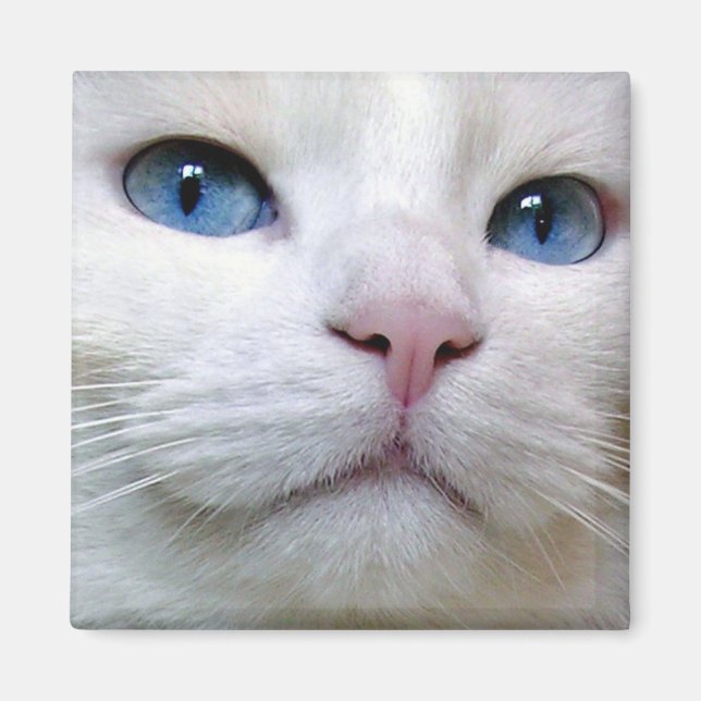 Tom Magnet (Framsidan)