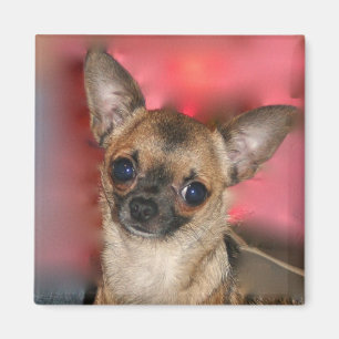 Tom magnet för Chihuahuavalp