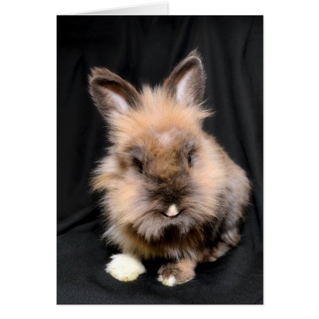 Tom OBS Kort (Framsidan)