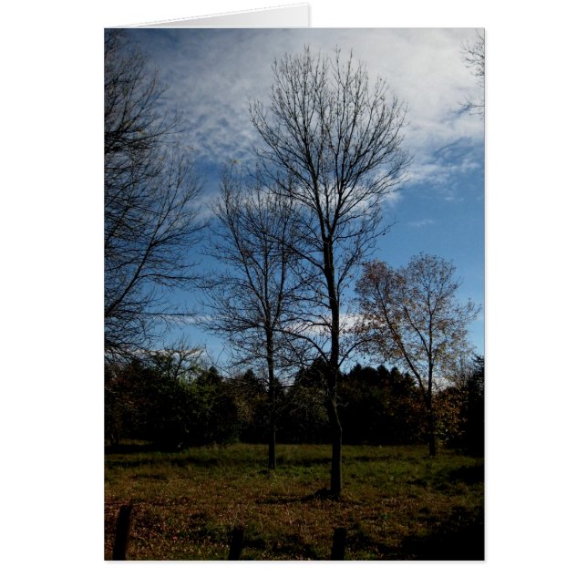 Tom_Ontario Träd OBS Kort (Framsidan)