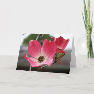 Tom Rosa Dogwood Kort