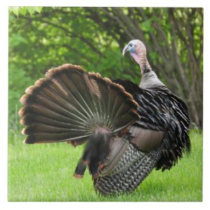 Tom Turkiet Feather Visning Kakelplatta