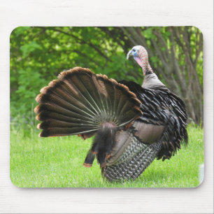 Tom Turkiet Feather Visning Musmatta