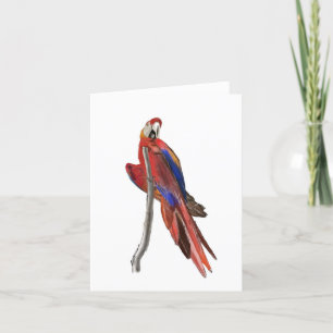 Tom välkomstkort med Scarlet Macaw-design Tack Kort