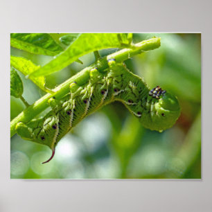 Tomat Hornworm Poster