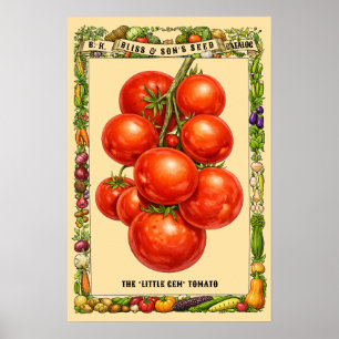 Tomat Retro Viktoriansk Era Botanisk Konst Poster