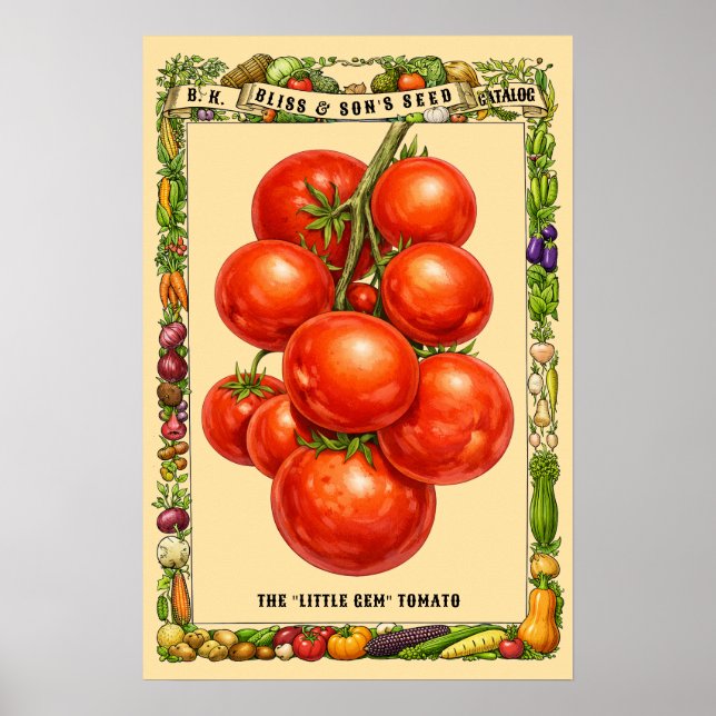 Tomat Retro Viktoriansk Era Botanisk Konst Poster (Framsidan)