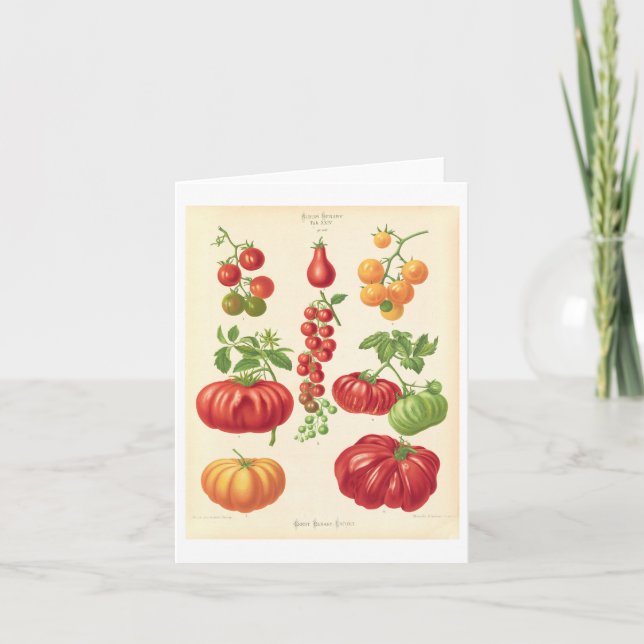 Tomatanteckningskort för botaniska illustrationer tack kort (Framsida)