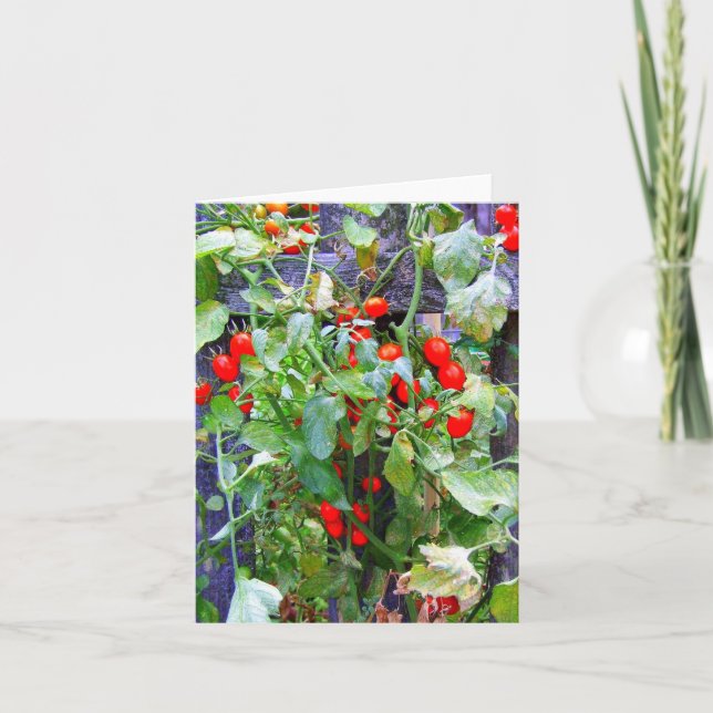 Tomater Kort (Framsida)