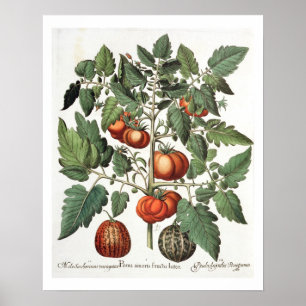 Tomater och meloner: 1.Poma amoris fructu luteo; 2 Poster