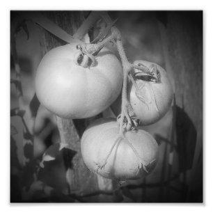 Tomater på vinet Black och White 8x8 Fototryck