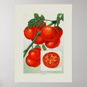 Tomater Poster