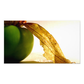 Tomatillo Study Fototryck