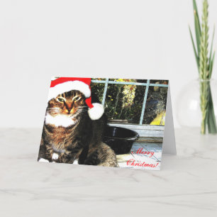 Tomatkatt II Helgkort
