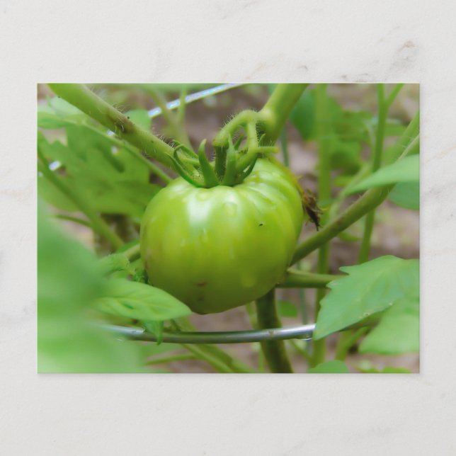 Tomatkort för hemodlad Grönt Vykort (Framsida)