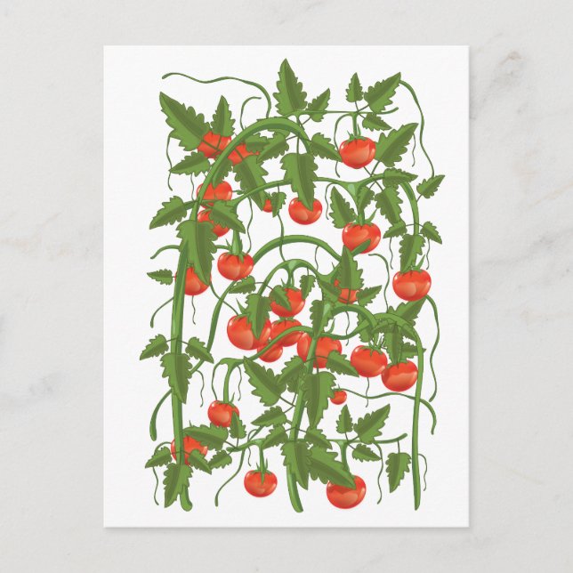 Tomatmönster Vykort (Framsida)