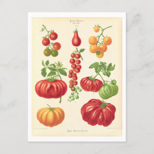 Tomato Botanical Illustration från Seed Catalog Vykort