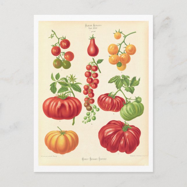 Tomato Botanical Illustration från Seed Catalog Vykort (Framsida)