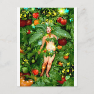 Tomato Fairy Vykort
