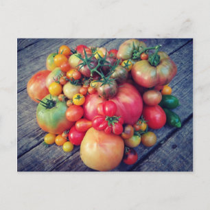 Tomato Harvest Vykort