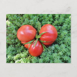 Tomato Heart-vykort Vykort