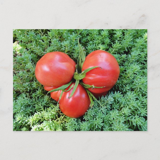 Tomato Heart-vykort Vykort (Framsida)