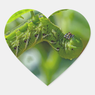 Tomato Hornworm Hjärtformat Klistermärke