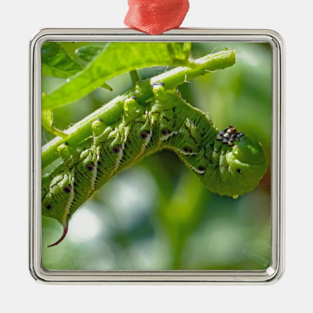 Tomato Hornworm Julgransprydnad Metall (Framsidan)