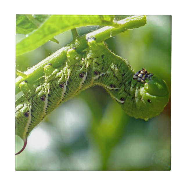 Tomato Hornworm Kakelplatta (Framsidan)
